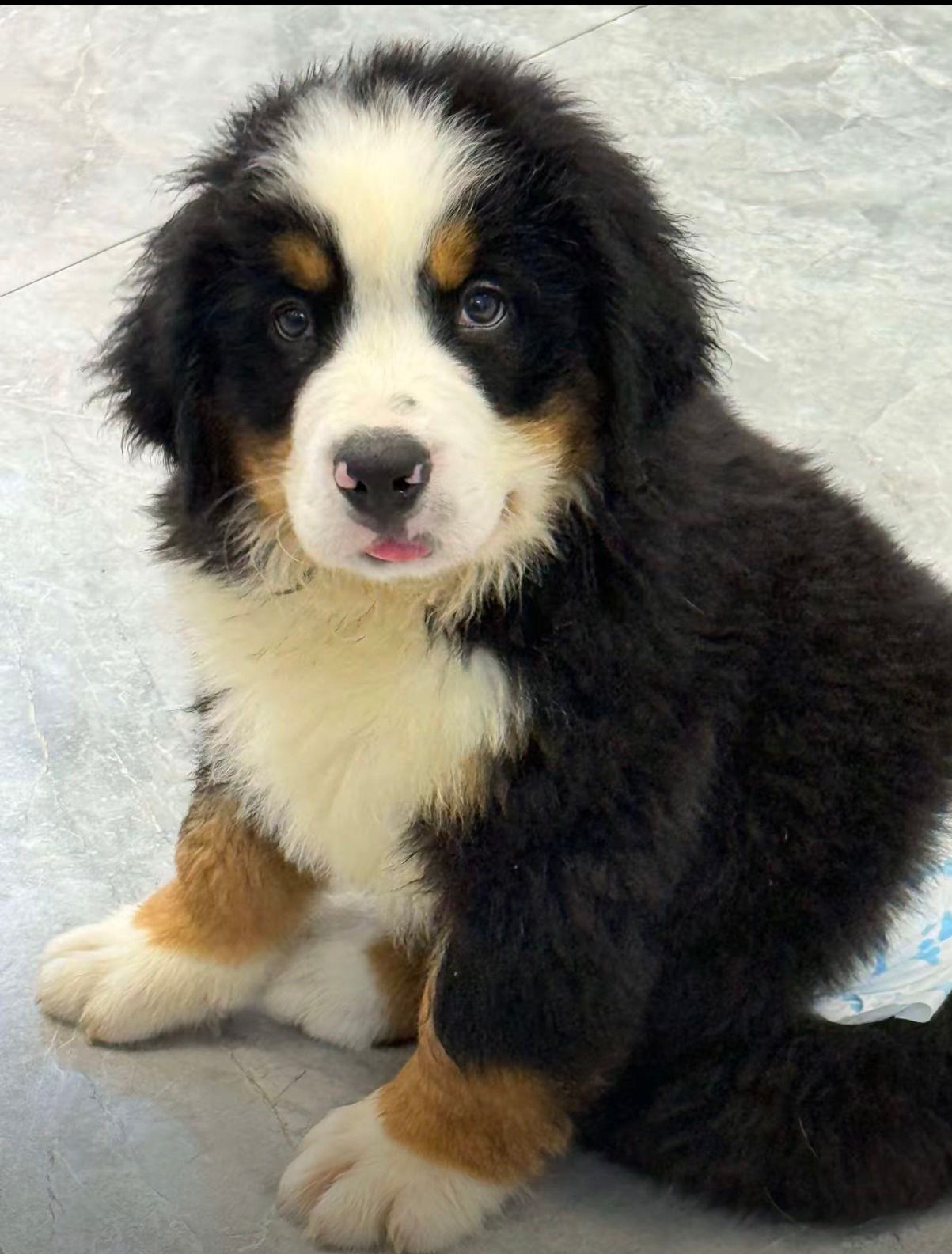 超大骨量伯恩山弟弟